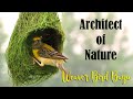 Architect of Nature - Baya Weaver Bird Nest Making | Weaver Bird building Nest | Baya Bird Nest |