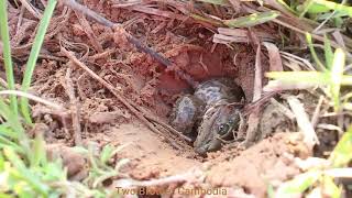 ដើររកក្ដាមតាមវាលស្រែ find the crab and frog at the field