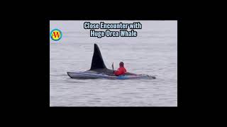 Close Encounter with Orca Whale