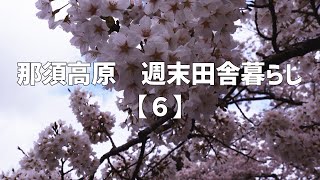 那須高原　週末田舎暮らし【６】桜満開花見散歩｜桜満開｜花見｜庭クローバー種まき｜スパイスカレー｜キャンプ｜焚き火｜別荘地