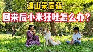 【正版小七的旅行第106集】一人一狗一狐狸環遊祖國邊境線，新疆小朋友帶我們進山採蘑菇，回來後小米不吃不喝狂吐，怎麼辦？