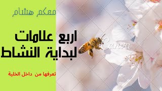 بداية نشاط النحل من داخل الخلية