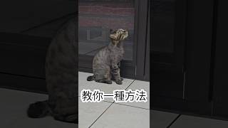 【貓奴必備】如何讓你的貓咪停止喵喵叫？ #cat #pets #好笑 #cute #搞笑 #貓咪 #funny #寵物