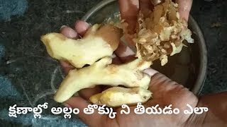 1 kg Ginger in 1 minute/అల్లం తొక్క తీయడం ఇంత ఈజీ అని తెలిస్తే ఎప్పుడూ ఈ పద్ధతిలోనే మీరు తీసుకుంటారు