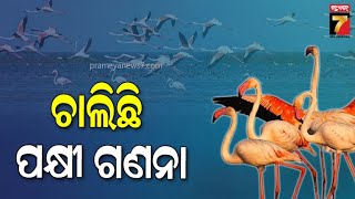 Winged Wonders: Bird Census Underway Across Odisha | ରାଜ୍ୟର ବିଭିନ୍ନ ସ୍ଥାନରେ ଚାଲିଛି ପକ୍ଷୀ ଗଣନା