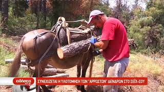 Συνεχίζεται η υλοτόμηση των «άρρωστων» δένδρων στο Σέιχ-Σου | 17/06/2019 | ΕΡΤ