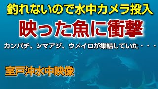 水中映像  確認して衝撃だった・・・水深52m  2021/05/14室戸 愛海丸