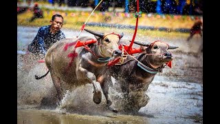 THAILAND FESTIVAL BUFFALO :Enjoy the Excitement of Wing Kwai Festival in Thailand