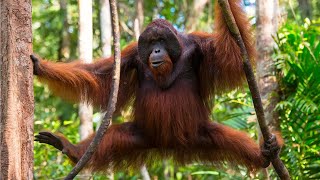 Bornean Orangutan - Endangered Inhabitants