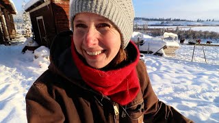 My Favourite Winter Soup, Piglets | Getting the Farm Ready for -35