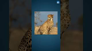 12 Cheetahs From South Africa Arrive In Madhya Pradesh | UPSC Current Affairs | NEXT IAS