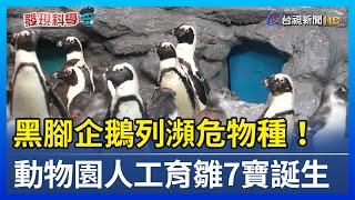 黑腳企鵝列瀕危物種！ 動物園人工育雛7寶誕生【發現科學】