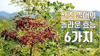 [천년산초] 산초 열매의 놀라운 효능 6가지