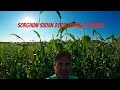 Sorghum Sudan 2022 Texas Drought Update!