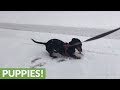 Dachshund ecstatic for first ever snow experience