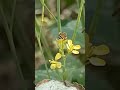 a bee flower and collecting honey. bees honey honeybee birds naturelovers nature youtube