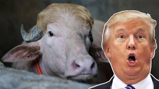 Albino Buffalo and the Kentucky Trouncing [AUS Clips]