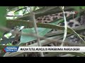 Macan Tutul Muncul di Perkebunan, Warga Geger