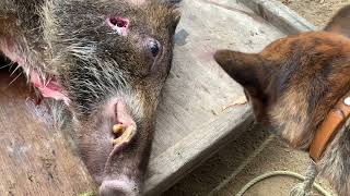 【狩猟】令和4年猟期のスタートから奇跡が...   Wild boar hunting