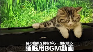 《睡眠用BGM》猫の寝顔を見ながら一緒に眠る睡眠動画