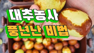 대추농사 대박난 비법  👍사과대추 수확시기📍사과대추 효능