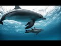 Underwater Serenity: 4K Relaxing Sea Animals