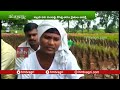 నల్లటి పాత రకం వరితో కొత్త వ్యవసాయం natural farming with kalabati paddy seeds hmtv agri