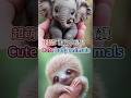 超萌！迷你笑寶寶 #cute #babyanimals #ai #elephant #sloth #動物 #可愛