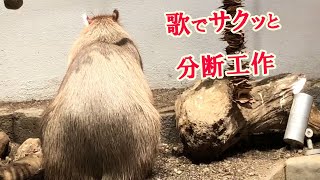 歌で知る　賢く快適に生きるコツ　with　カピバラさん