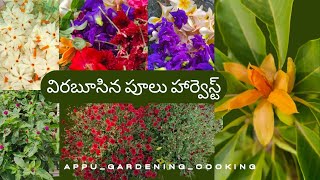 సంపంగి, రుద్రాక్ష, చామంతి, పారిజాతం, శంఖు పుష్పం పూలు హార్వెస్ట్💚||@appu_Gardening_Cooking#harvest