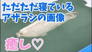 【癒し画像】ただただ寝ているアザラシのかわいい画像を動画で紹介します！連休明けのお疲れのところ癒されてください。【アザラシ】…【VTuber】