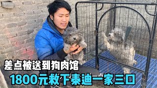 Teddy's family of three were almost sent to the dog meat restaurant, but were rescued by a kind guy