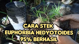 Cara Stek dan Rawat Euphorbia Berhasil #euphorbia #trending #fyp