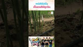 หน่อไม้ฝรั่งดูแลไม่ยาก เก็บขายได้ทุกวัน | ตามอำเภอจาน