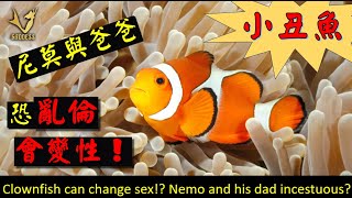 小丑魚會變性！？尼莫與爸爸恐亂倫？Discovery Clownfish can change sex!? Nemo and his dad incestuous?