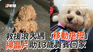 13歲貴賓走失3年「毛打結成拖把」動保掃晶片助返家｜寵物動物｜寵物晶片｜看新聞