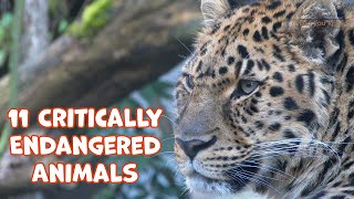 11 Critically Endangered Animals