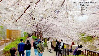 4K [Meguro East Area] Cherry blossom spot Meguro River! 2023 Tokyo Japan