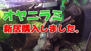 オヤニラミ、水槽とアクア用品購入【日本淡水魚水槽】