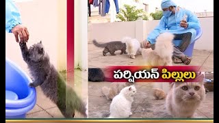 This Animal Lover Maintain Persian Cats with Special Care | at Nellore
