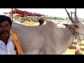 agrianimals the sixth teeth hallikaar bull selling at the cost of rs 95000 **at siddagangamath fair