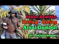 Sawit Kering Di Lahan Gambut