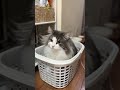 洗濯かごの確認中 ねこ cat 猫 shorts