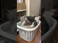 洗濯かごの確認中 ねこ cat 猫 shorts