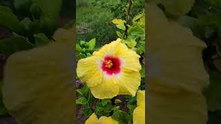 Beautiful Hibiscus | Natural Beauty