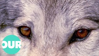 Finding The Secretive Wolf In The Sawtooth Mountains | Our World