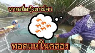 ทอดแหในคลองหากุ้งขาวคลอง จับได้นับร้อยๆตัวครับ แหแทบแตก#หาอบู่หากิน