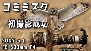 【SONY α1】コミミズクの初撮影に成功しました！【SONY FE 600mm F4 GM OSS】