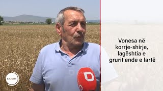 Vonesa në korrje-shirje, lagështia e grurit ende e lartë