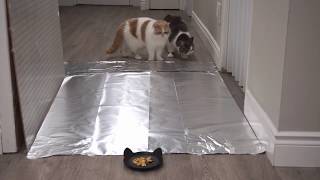 Do Cats Walk on Foil? Let's Test It!